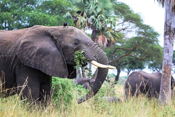 African Elephant